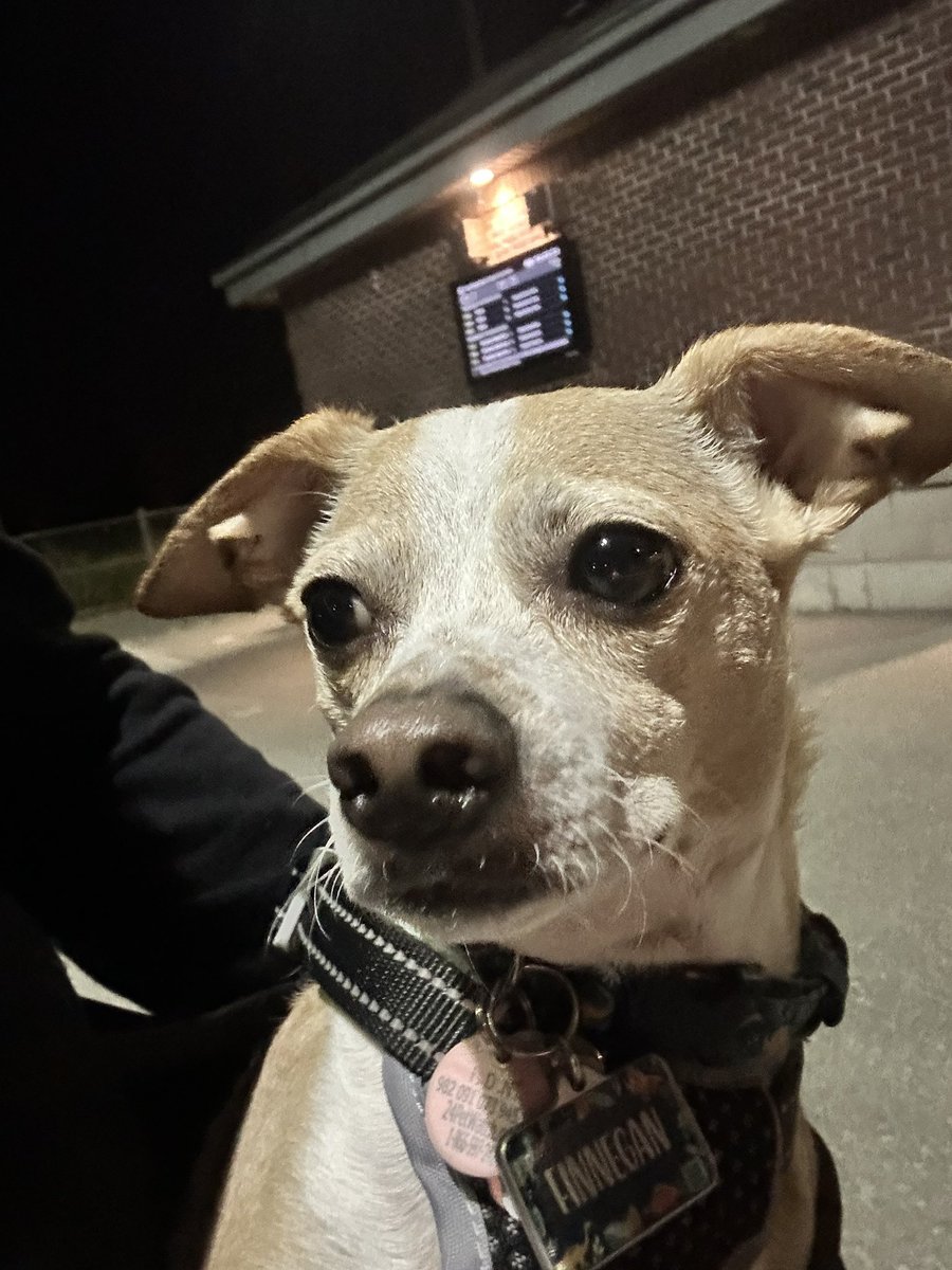 Good morning frens! It’s a super early train 🚆 day and my selfie is from our station. It’s another super hot and humid day today but supposed to break tonight. We have an office building bbq today! Momma still packed my lunch to be safe. Have a great day and be safe frens 🐶
