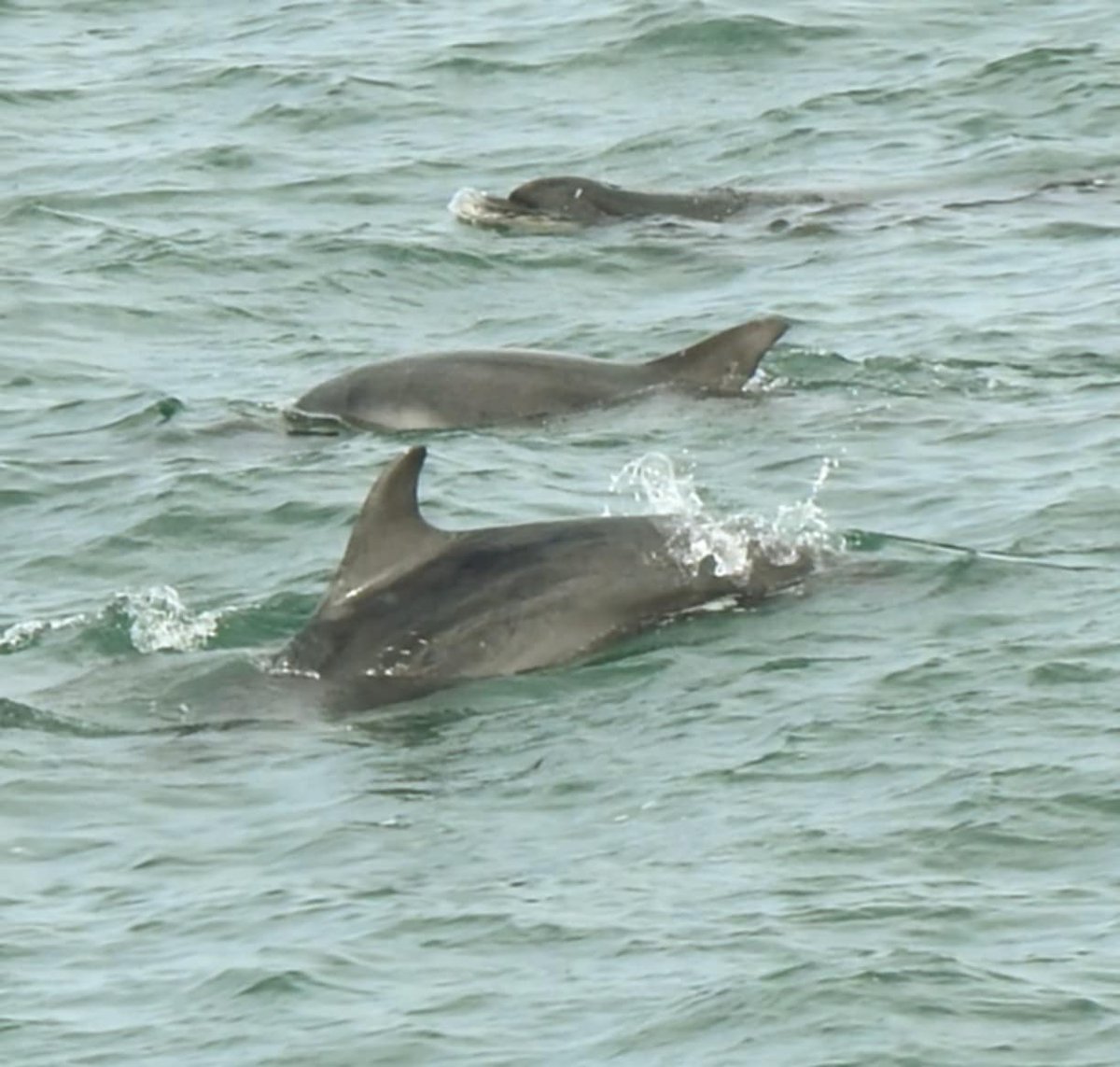 Dr Alison Raby tweet media