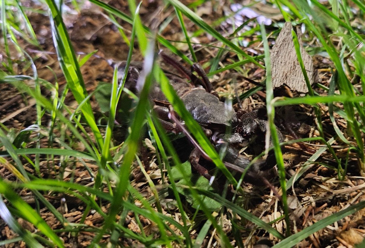 Bruno de Medeiros tweet media