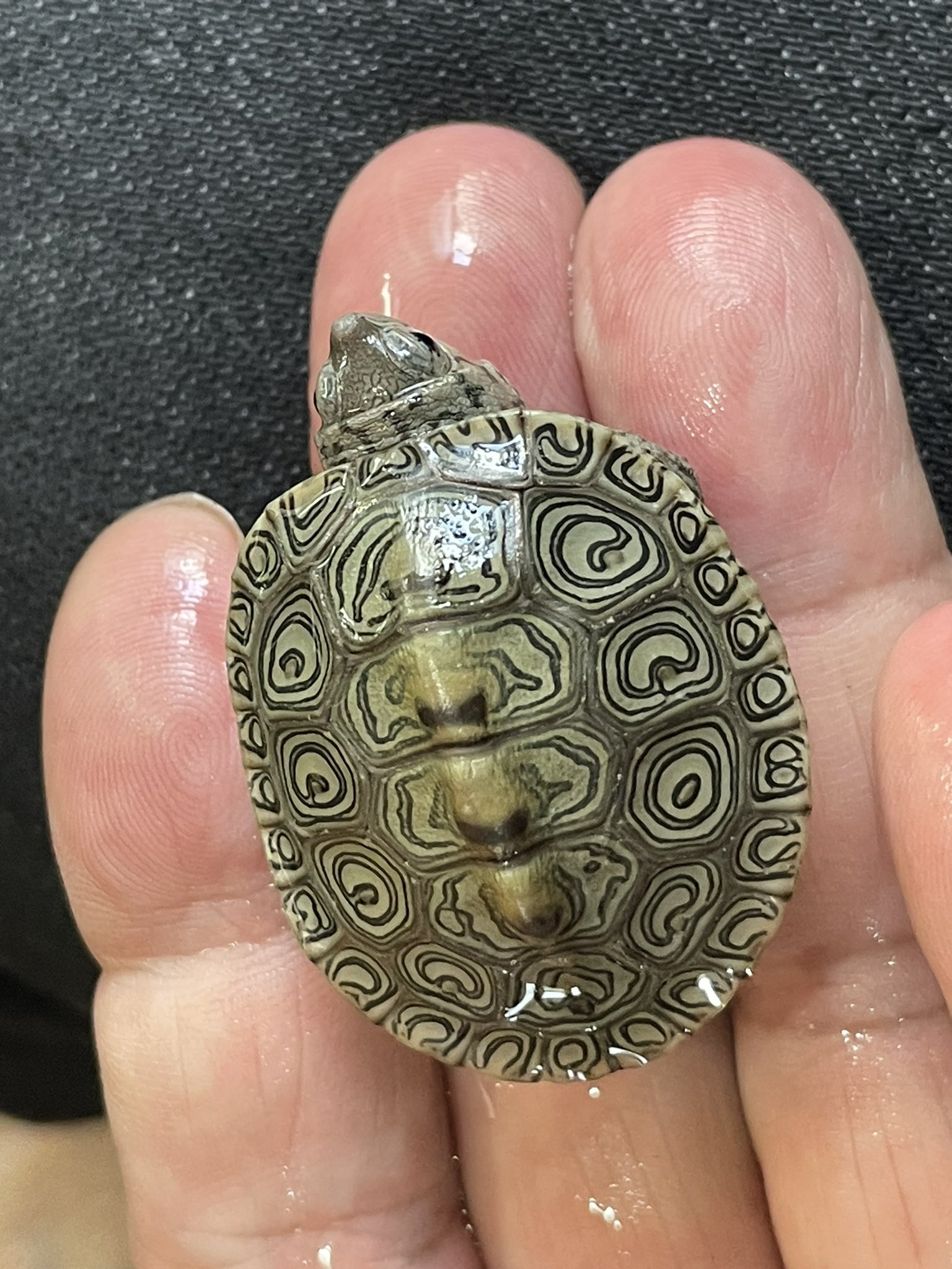 リピーター☘️かめちゃん様30:30 Amazon｜Ms.0 驚く かめさんコースター おもしろコースター