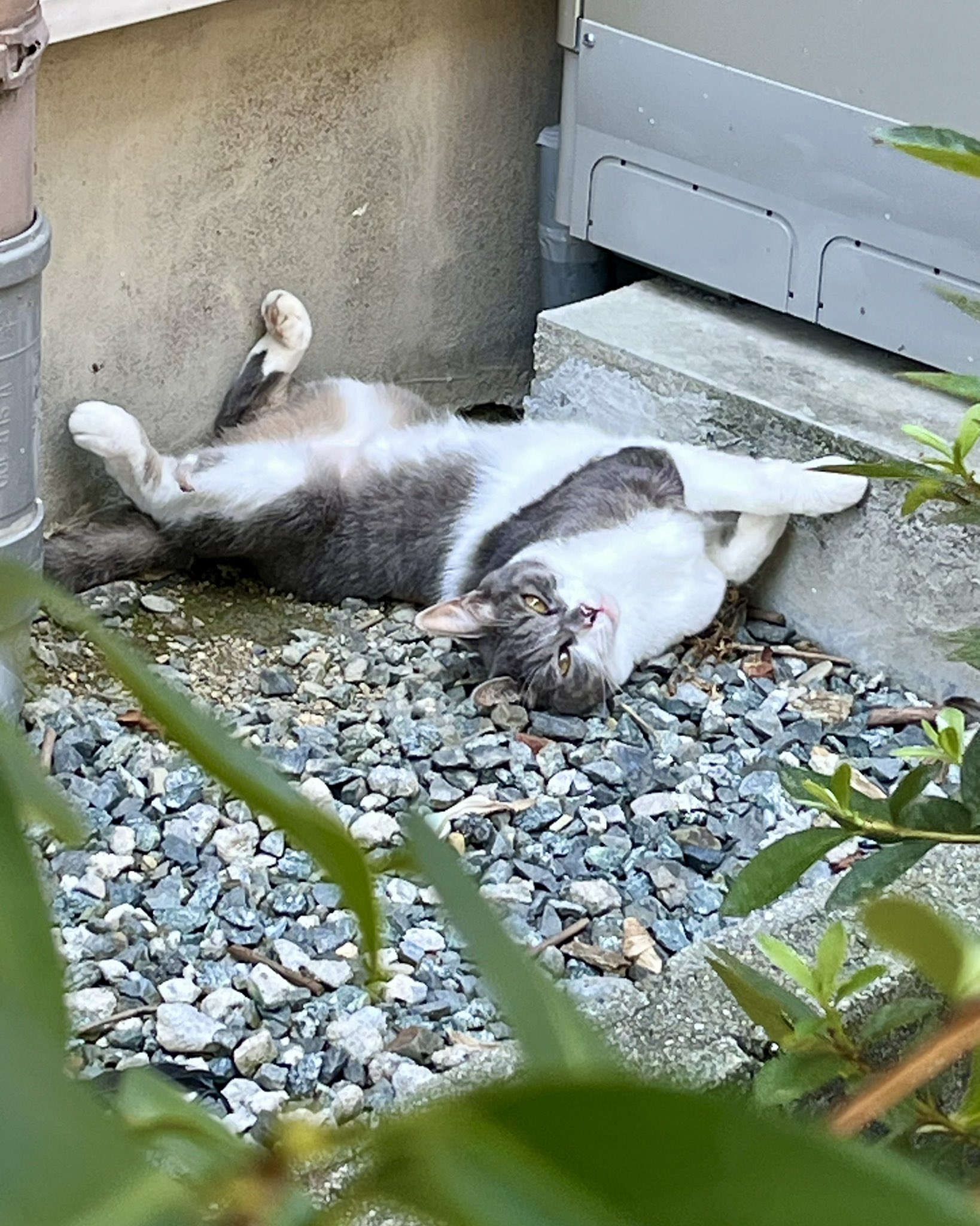鳥のように maxresdefault.jpg?sqp=-
