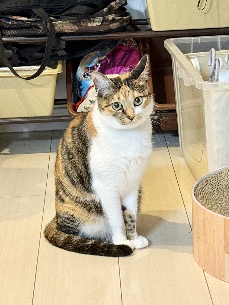 三毛猫♡ 三毛猫こはくの部屋 (@mikenokohaku) / X