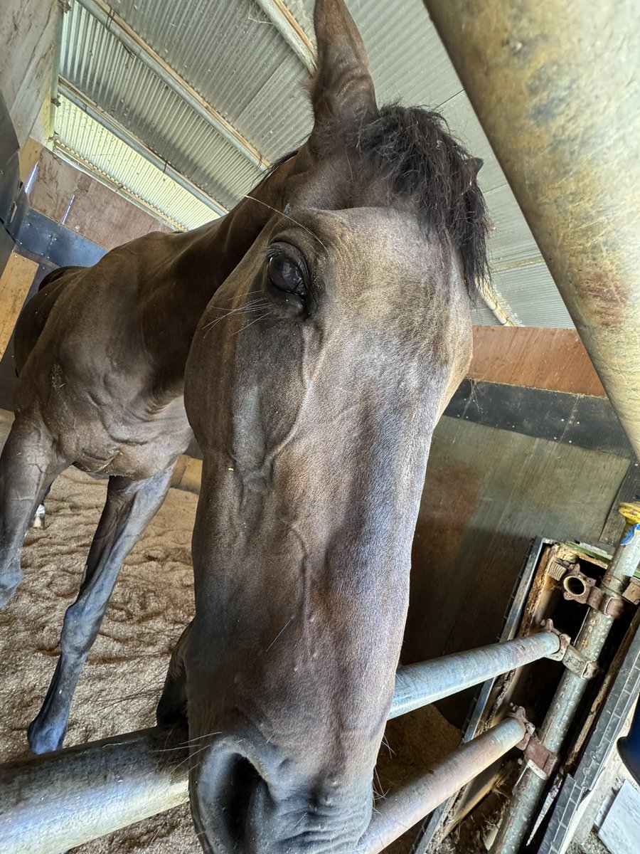 今日も暑いなり。🐴☀️