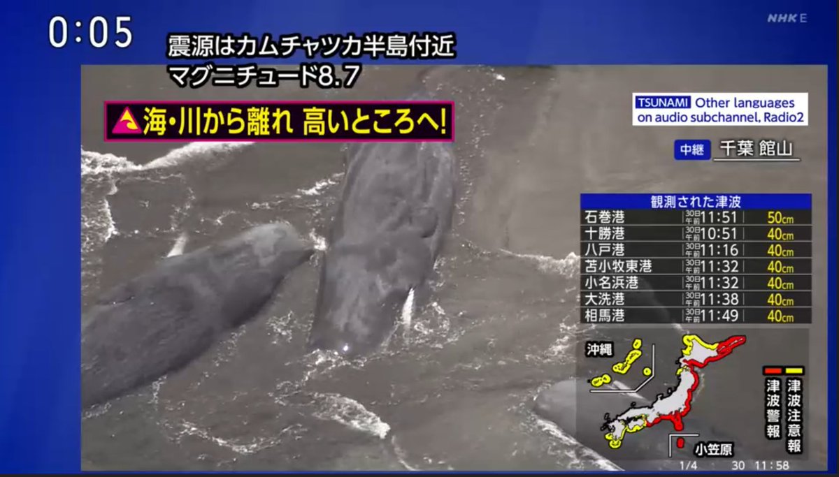 館山の海にクジラ（マッコウクジラ？）が打ちあがっている映像がありま