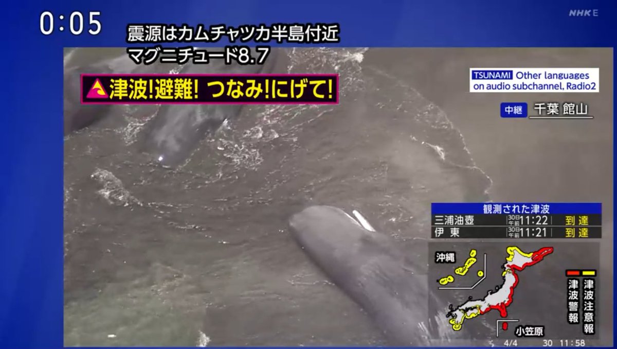館山の海にクジラ（マッコウクジラ？）が打ちあがっている映像がありま