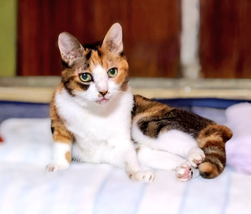 めちゃくちゃ可愛いネコチャン撮れた