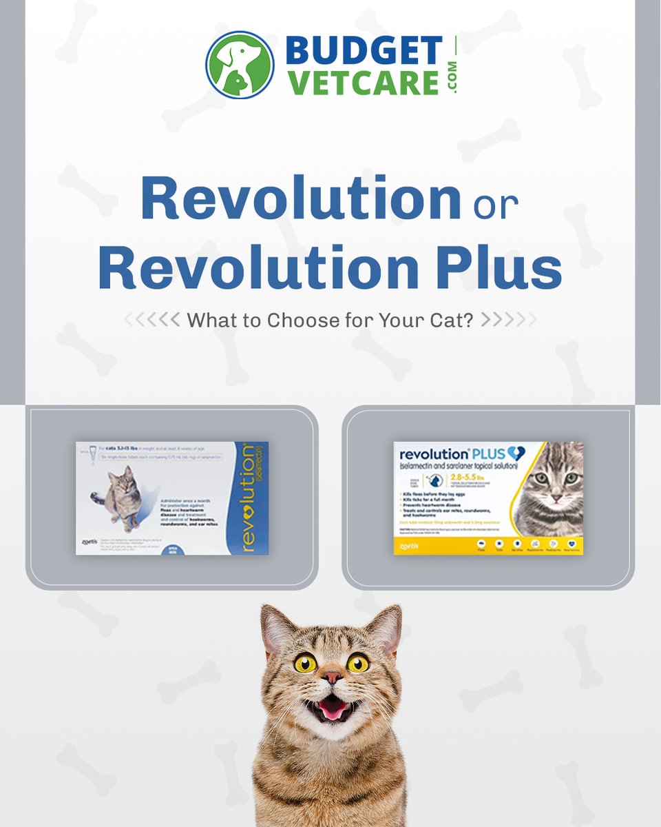Budgetvetcare's tweet image. Revolution or Revolution Plus? One's a classic favorite, the other’s a powerful upgrade! Explore the differences in our latest blog on BudgetVetCare!

Explore All : budgetvetcare.com/blog/revolutio…

#RevolutionPlus #RevolutionForCats #FleaAndTickProtection #CatHealthMatters