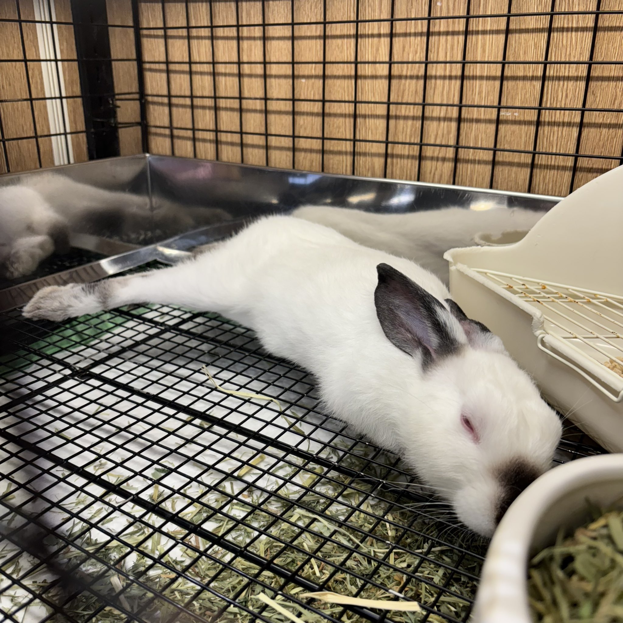 うさこ様　シナリー　カミルOなど うさぎのしっぽオリナス錦糸町店 on X: 