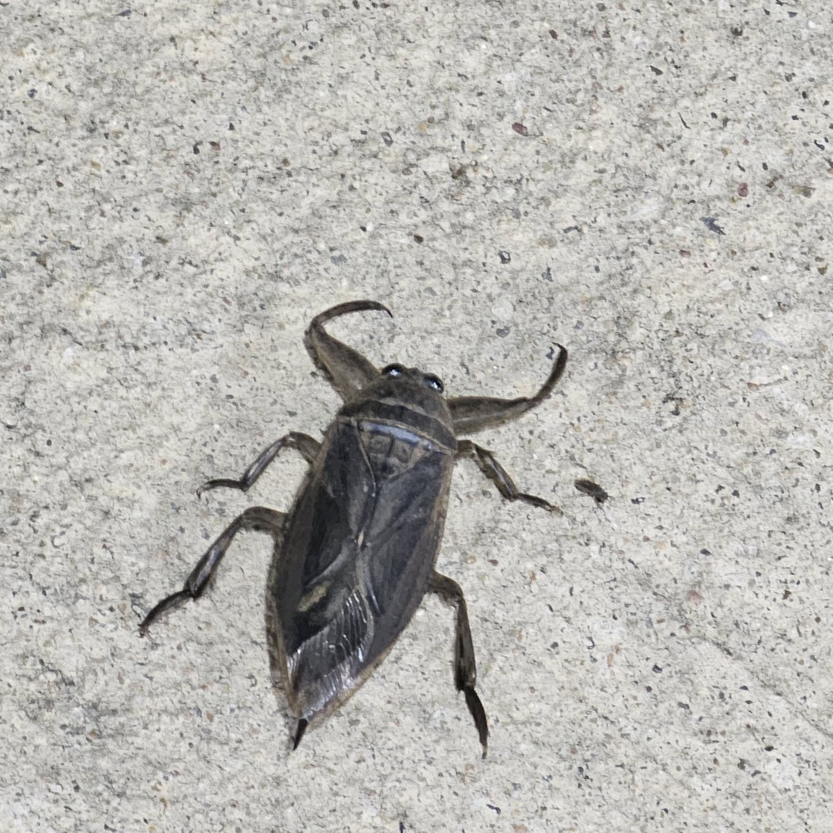 Dafuq is that?! Its 2 inches long