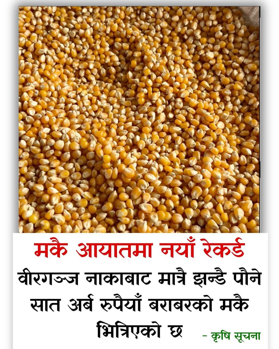 गणे जिमुहरुले अर्बौको भैसी मासु चिनमा निर्यात गर्ने कुरा गर्दैछन!!