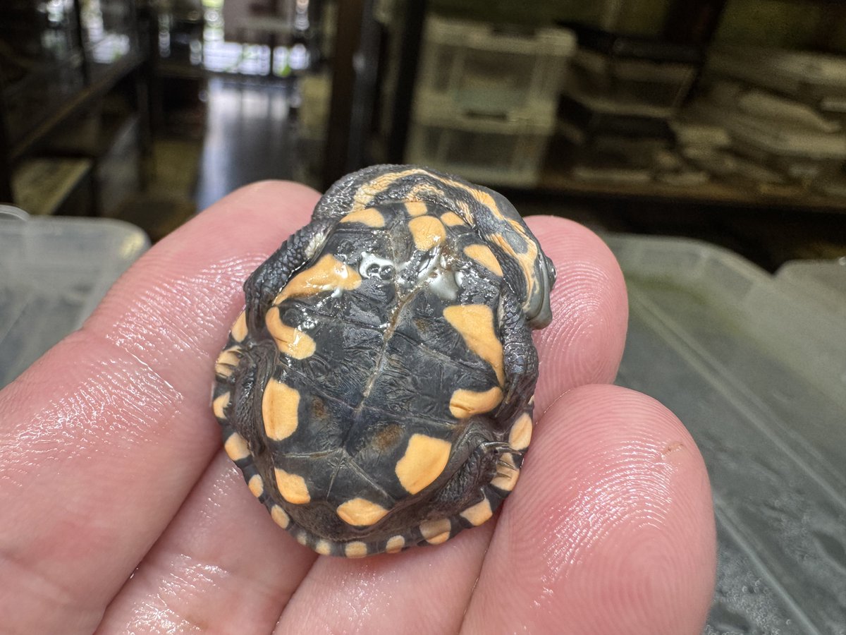 本日WING21は定休日です🌷

※飼育相談、生体のお問い合わせ、LINE、DM、お電話等、明日営業時間以降対応致します。

ご了承下さい🙇‍♂️