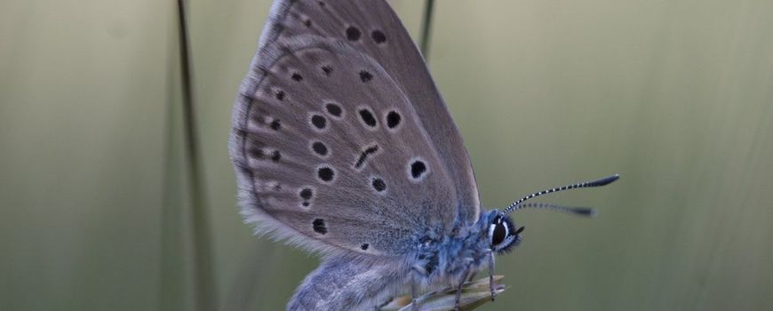 Natuurjournaal 30 juli 2025: Gentiaanblauwtje met een bijzondere levenscyclus en klokjesgentiaan in bloei. dlvr.it/TMBVDS