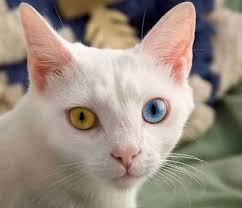 beautiful cat with chromakopia