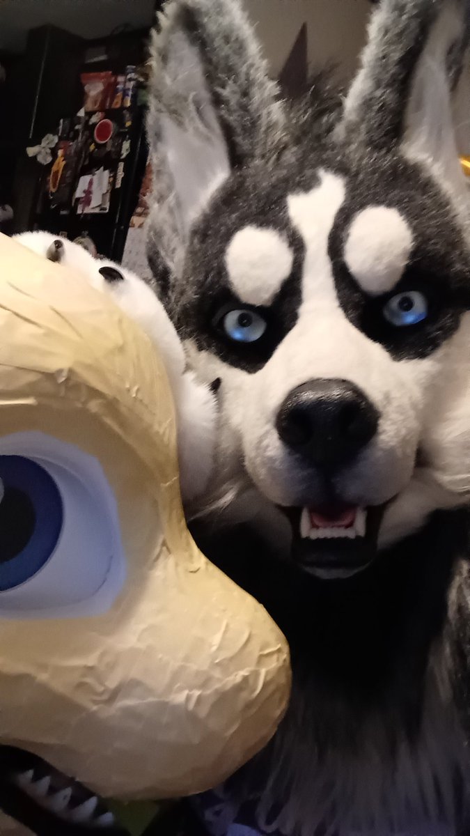 Wip, last pattern just wasn't working so re-taped the whole head and got some better fur let's gooooooooo hoping to get this orca done by next weekend! We have a major amazing photo opportunity on the 16th for him to!