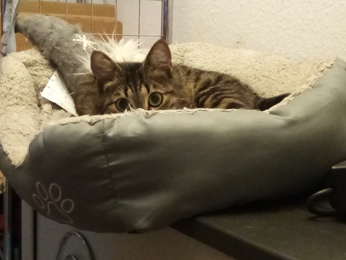..... 🐈Bríg macht bald 'nen rabatz..... 😸