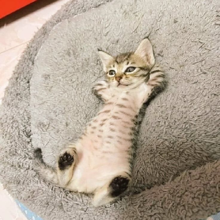 postsofkittens's tweet photo. https://t.co/n7hKzjlm6A