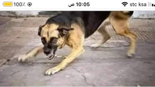 اسلام علیکم 
اگر رات کو گلی میں کتا عجیب سی اوازیں نکال رہا ھو تو سمجھ جاو اس کو وہ سب کجھ نظر اورہا ہے جو انسانوں کو نظر نہیں اتا مثلا۔
بارہ موسم 
350 ڈیم 
ایک ارب درخت
ہزار یونیورسٹیاں
پچاس لاکھ گھر 
ایک کروڑ نوکریاں 
ساٹھ کا۔لیٹر پیٹرول
ساٹھ کا ڈالر 🖐🖐🤪🤪