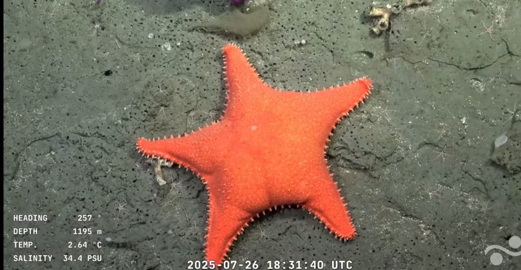 PerezMBe's tweet photo. Apoyemos a la ciencia argentina 
Vean los vivos y descubran lo increíble que es el mar argentino 🫀

https://t.co/b6W24fk1nx https://t.co/dhQduQPUws