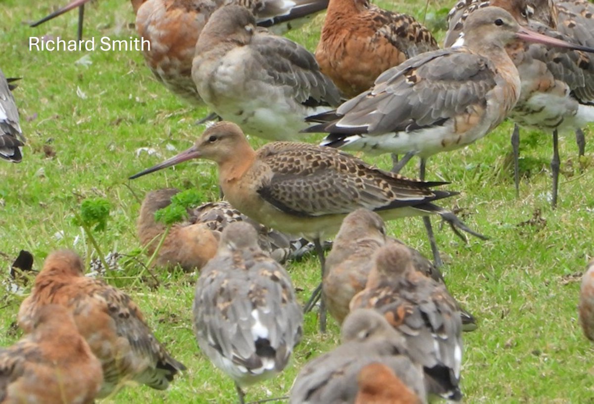 Graham Appleton (@grahamfappleton) on Twitter photo First juvenile Icelandic Black-tailed Godwit 'scoped by <a href="/deeestuary/">Richard Smith</a> at Caldy (NW England) yesterday (29 July).
Early juvs travel with adults, making it easy for them to find traditional wintering sites.
See blog about juvenile settlement:
wadertales.wordpress.com/2024/09/12/juv…
#ornithology First juvenile Icelandic Black-tailed Godwit 'scoped by <a href="/deeestuary/">Richard Smith</a> at Caldy (NW England) yesterday (29 July).
Early juvs travel with adults, making it easy for them to find traditional wintering sites.
See blog about juvenile settlement:
wadertales.wordpress.com/2024/09/12/juv…
#ornithology