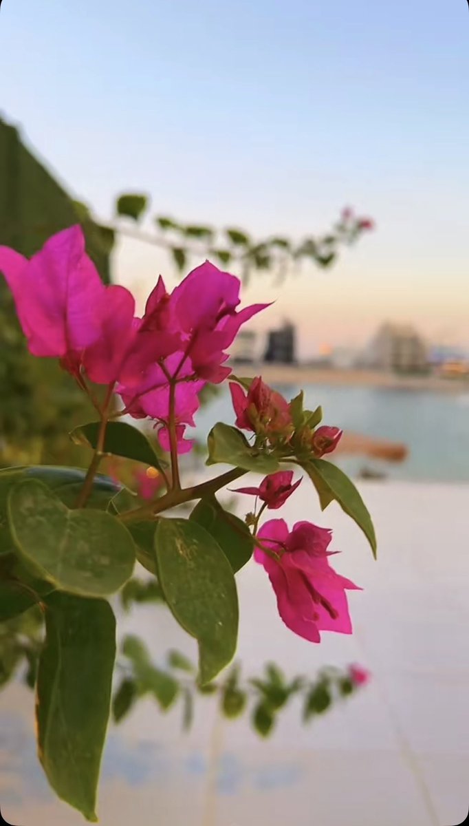 أصبحنا وأصبح الملك لله رب العالمين 
اللهم إنا نسألك  خير مافي هذا اليوم : 
فتحه , ونصره , ونوره ,وبركته 
وهداه ونعوذ بك من شر مافيه
 وشر ما بعده

صباح الخير 🤍🌸
 #صباح_الخير