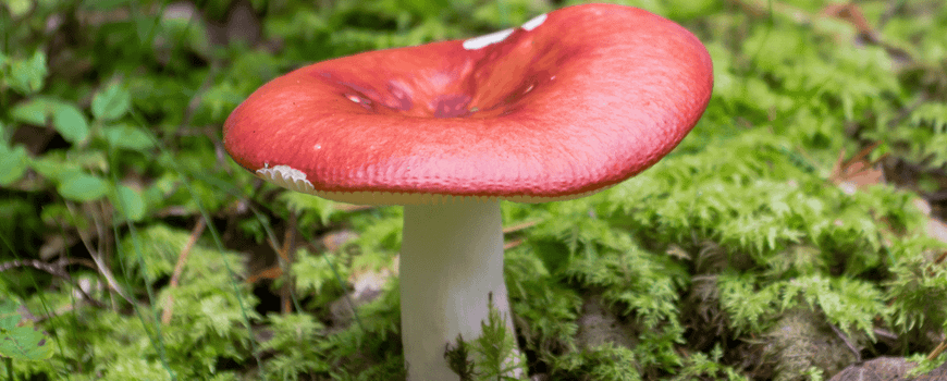 Zomerse paddenstoelenexplosie!: Het is midden in de zomervakantie, maar bij paddenstoelenliefhebbers is van rust geen sprake. Dankzij de regen die afgelopen tijd op veel plaatsen gevallen is, laten de eerste paddenstoelen zich zien. Niet alleen kleine,… dlvr.it/TMBVnL