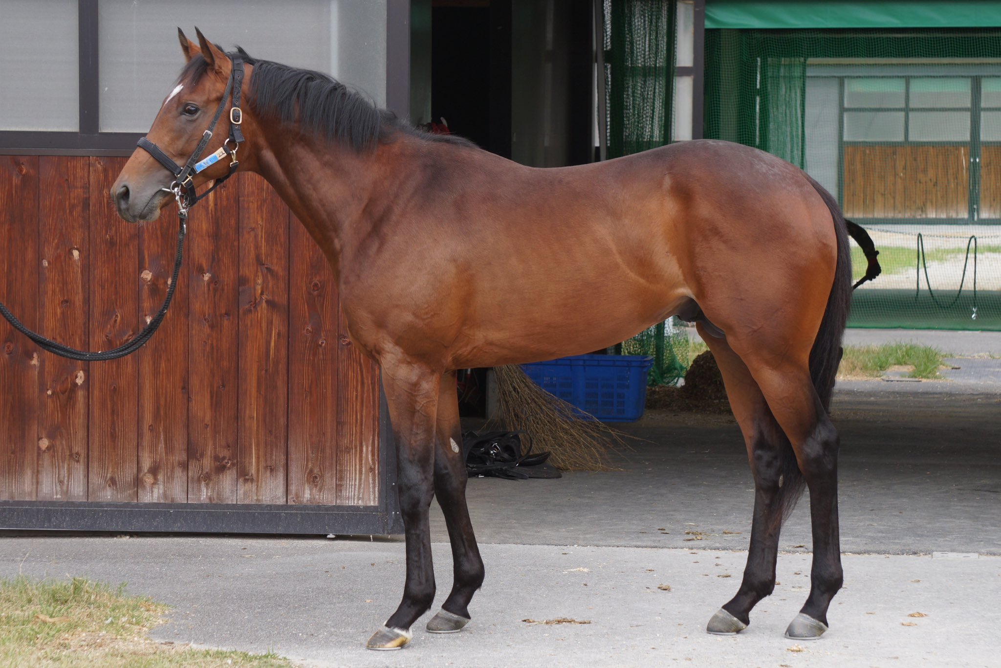 住川陸【競馬専門紙・勝馬】シルクツアー8/2🔥 (@sumiyon1892) / X