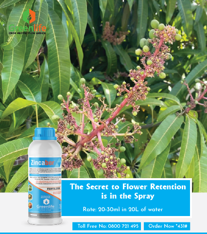 Are your crops shedding flowers or failing to set fruit at the most critical stage?
This could be a sign of hidden nutrient gaps.
ZINCABORis your go-to foliar solution rich in readily available Boron, Zinc, and Nitrogen specially formulated to enhance flower retention, improve