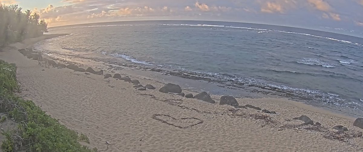 Water is beginning to recede at the Hanalei Bay Resort on the island of Kauai in Hawaii. Tsunami impact coming within minutes.

#Hawaii #Warning #Honolulu #Tsunami