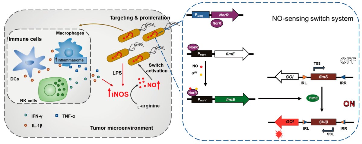 Biosensors_MDPI's tweet image. 📣Call for Reading:

#Article
Genetic Programming by Nitric Oxide-Sensing Gene Switch System in Tumor-Targeting Bacteria

by Yeshan Qin, et al.

mdpi.com/2079-6374/13/2…

#nitricoxide #DNA #syntheticbiology
#biosensors #mdpi #openaccess