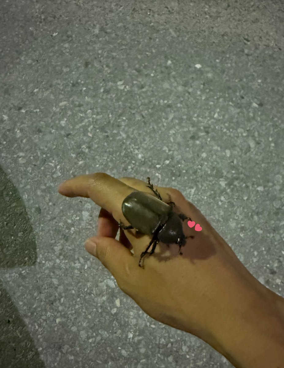 船橋開催3日目です🐴

本日は3頭出走します。

1R ユミッチラブ号
4R モカビンビン号
9R リノメテオール号

応援よろしくお願いします✨

先日、馬頭さんの前でカブトムシを拾いました
X担当は北海道育ちなので、野生のカブトムシを見ると大興奮します🥰
今はお家でのんびり、ゼリーを食べています🪲