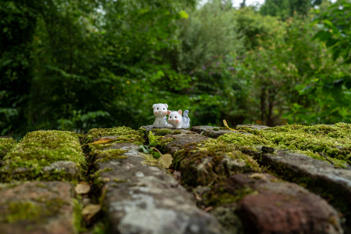 Manmens heeft weer iets nieuws. Tijdens zijn fotofietstochtjes neemt hij miniatuurkatjes mee, die hij vervolgens fotografeert. Kinderachtig gedoe!