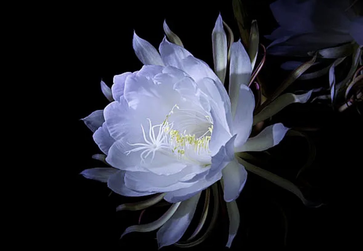 .
朝にはしぼんでしまうらしい
闇に花開く一夜花の『月下美人』 ALT
.