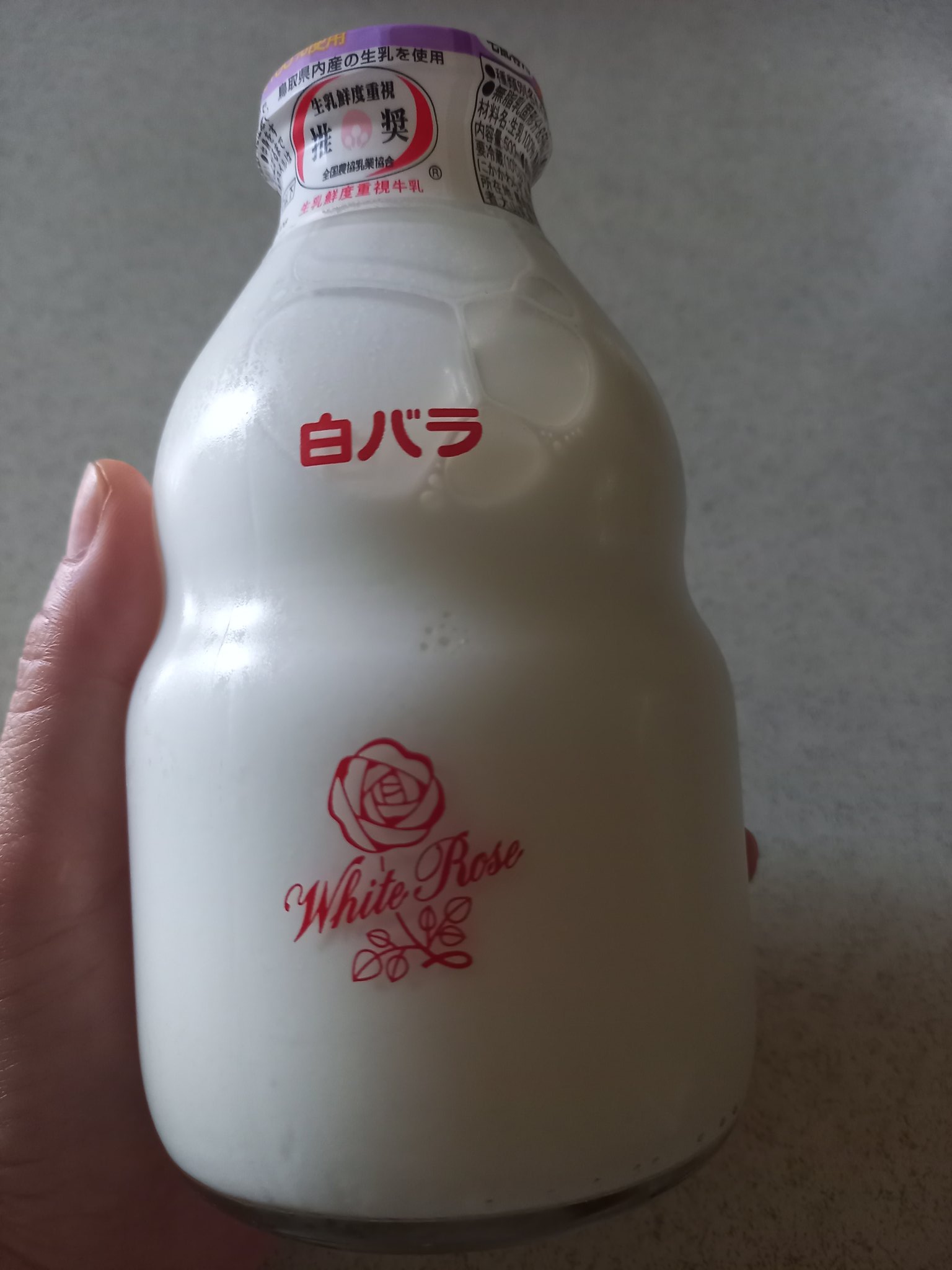 秦森康屯　白バラ スタッフが育てている薔薇が咲き出しました。白薔薇？品種は