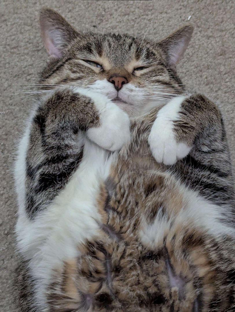 Mog is working hard again today