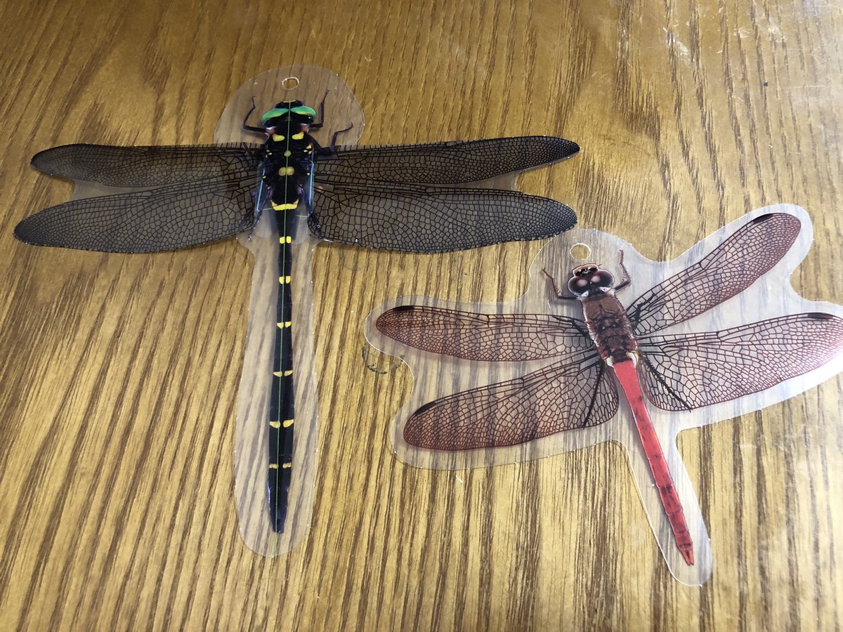 あぢい🐷💦💦

病院の待ち時間に暇だから買った女性セブン📗に✨オニヤンマ、アキアカネ✨ さんがついてきたあ✨

毎年、朝起きると干からびた蚊🦟が、ほっぺたにへばりついてるんやけど今年はまだ平気✨

くまさん🧸に守られてるからね✨

窓からの侵入は、トンボさん達にガードしてもらおう✨