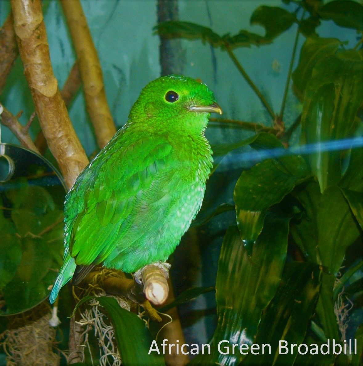Bwindi Forest is home to over 350 bird species! 🦜 Spot rare beauties like the African Green Broadbill. Ready for an adventure? Check out bwindiforestnationalparkuganda.com/birds-of-bwind…  #bwindiimpenetrablepark
#bwindinationalpark
#bwindipark