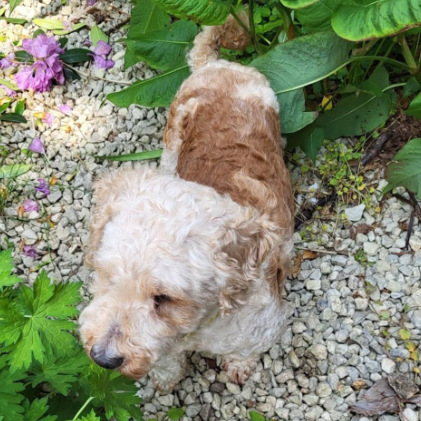 millypod1's tweet photo. COTTON HOME SAFE. THANKS FOR RT's 😊🐕🐾

Ran from Holiday Lodge on arrival for holiday. 
IS A VERY NERVOUS RESCUE DOG.
Red collar with bones on. LOCAL HELP NEEDED
🆘#Lost Cotton #ScanMe
Cross Breed Female
John Fowler Resort #Lelant #StIves #Cornwall #TR26 https://t.co/pOC4qFdflm https://t.co/DPPAj75qnv
