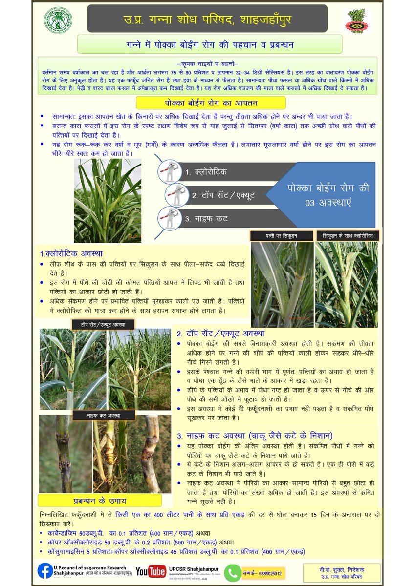 UPCane's tweet photo. गन्ने में पक्का बोईंग रोग की पहचान व प्रबंधन हेतु दिशा निर्देश ।
@CMOfficeUP 
@UPGovt 
@InfoDeptUP 
@UPCane https://t.co/DI6tpB7qz5