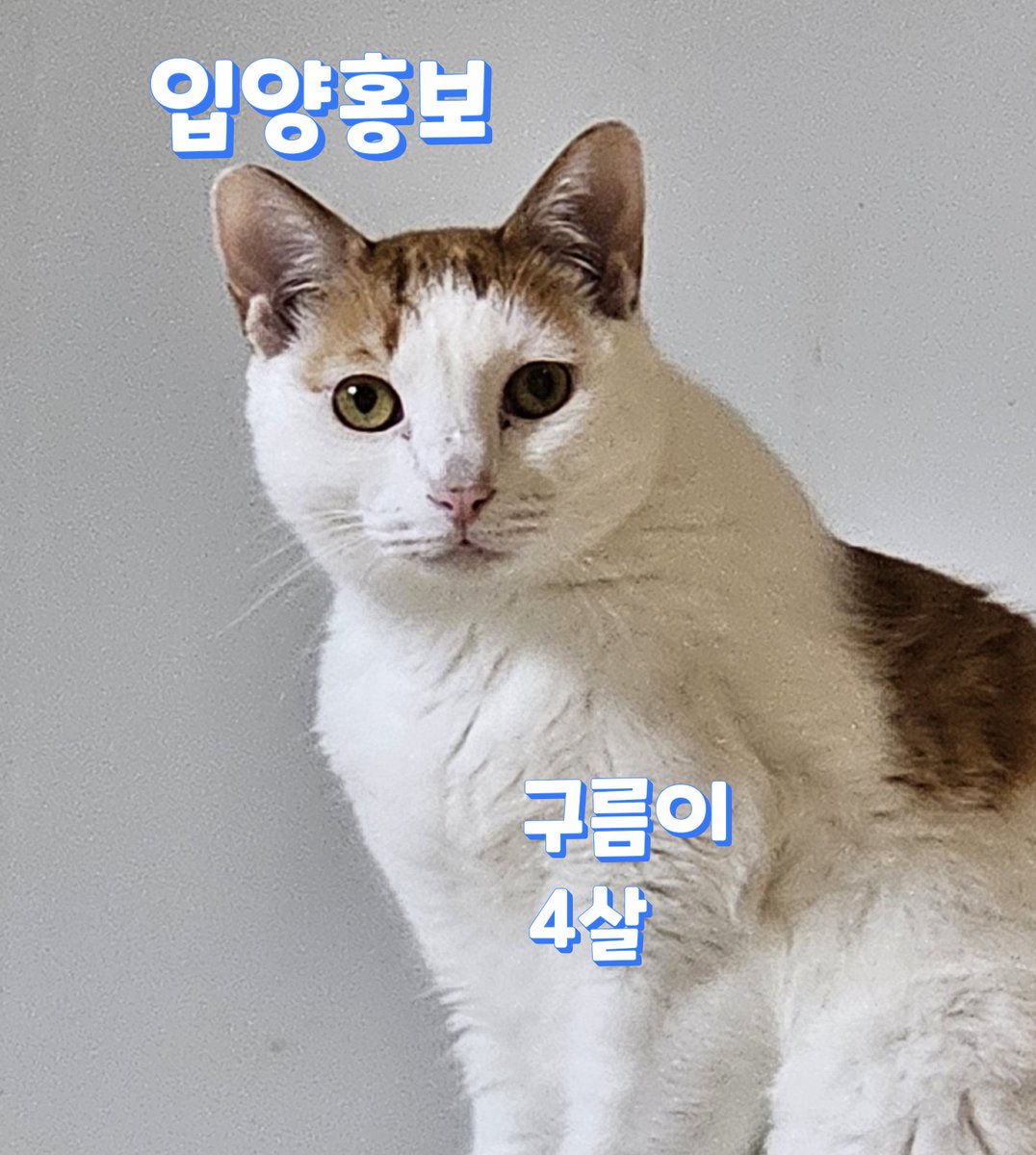 guricatshelter's tweet photo. #입양홍보
고양이를 싫어 하는 사람이 던진 돌에 형제가 머리를 맞고 죽는사건으로
식구들을  모두 구조하게 되었고 구름이는 애기때 입양을 갔었는데 손을 안탄다며 파양이 되었어요
그런데 궁디팡팡 쓰담쓰담 모두 가능한 애기라 이해는 안됐어요
다시찐가족을찾아봅니다
#사지말고
#가족찾는_구름 https://t.co/nEqvmne0rX