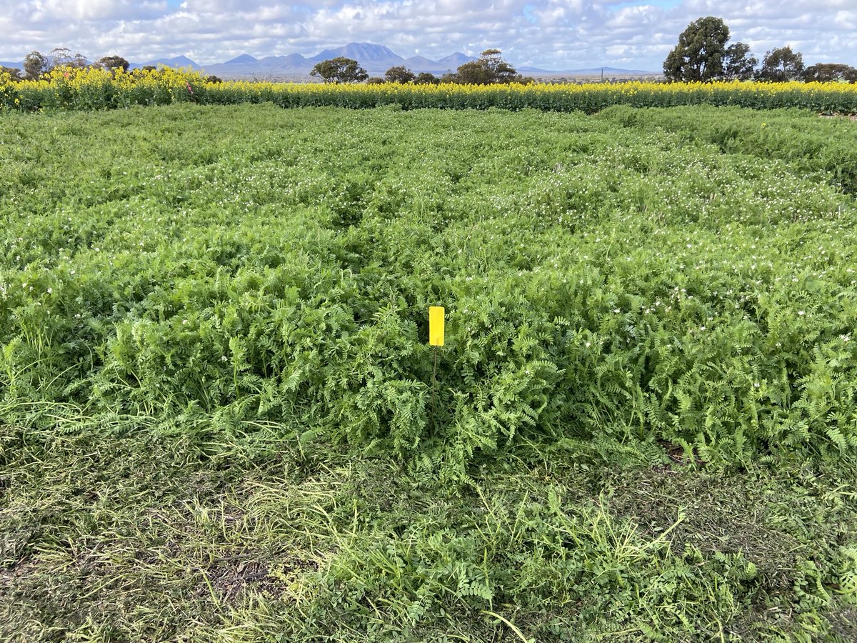 Very impressed with the regenerating new hard seeded French serradella FHS62, a longer season option to Margurita (HALO project)