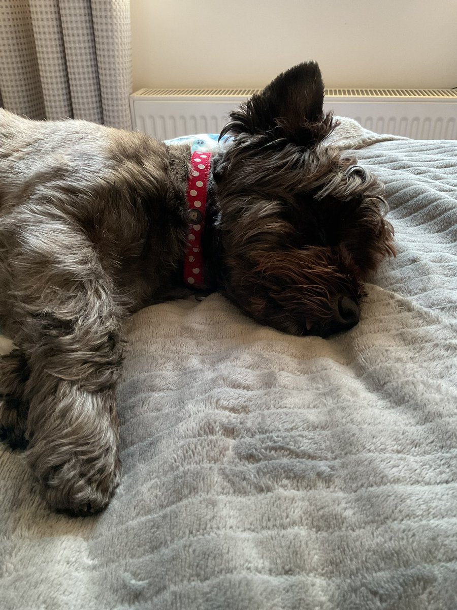 Go away! I am still asleep 🐶😴
#wontlookwednesday