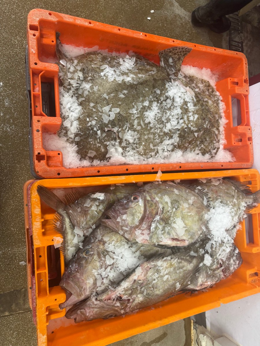 Some cracking John Dory, and turbot this morning