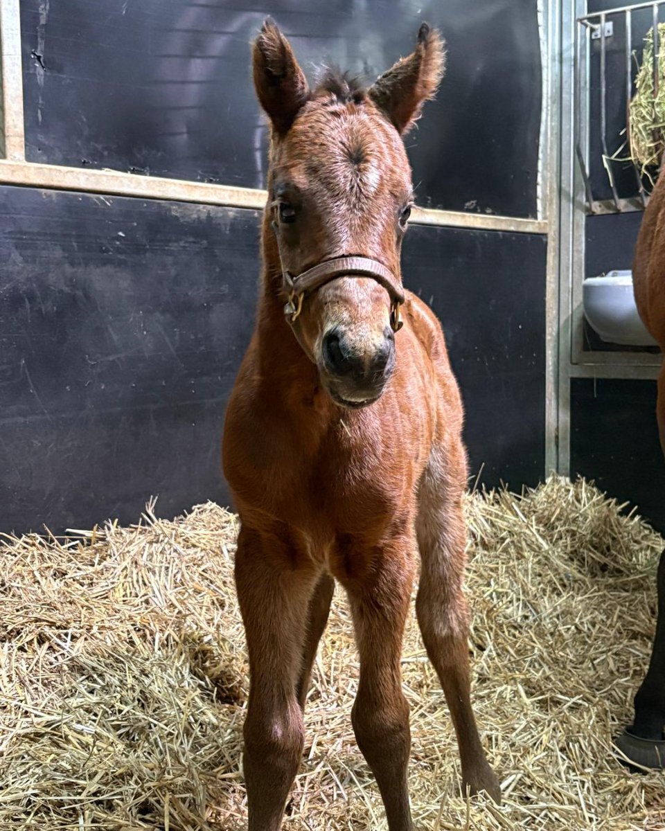 Milburn Creek Stud (@milburn_creek) on Twitter photo We're off and running with this beauty who was born this morning at the farm. By <a href="/yarramanpark/">Yarraman Park Stud</a>'s Hellbent, this filly is the fourth foal out of the Sepoy mare Glamorize. We're off and running with this beauty who was born this morning at the farm. By <a href="/yarramanpark/">Yarraman Park Stud</a>'s Hellbent, this filly is the fourth foal out of the Sepoy mare Glamorize.