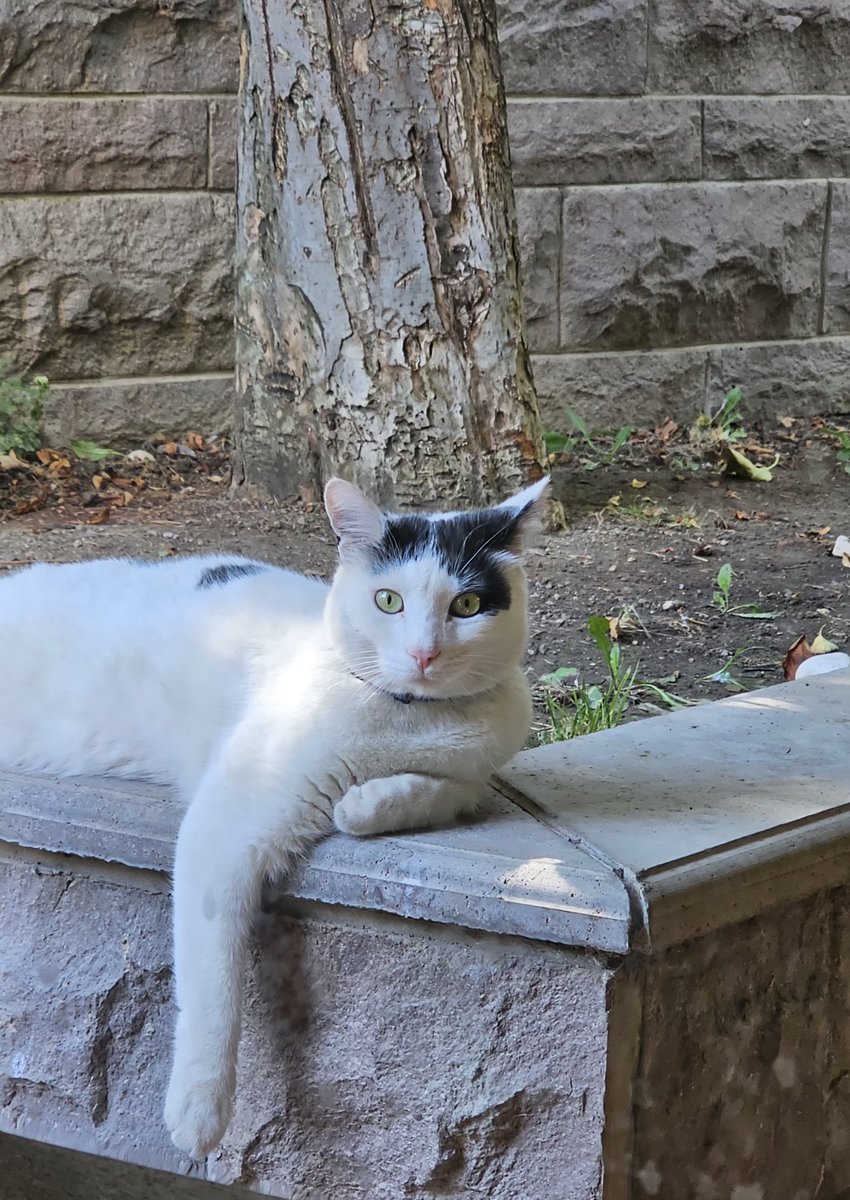 Sabah serinliğinden yararlanayım diyor bono beyfendi...