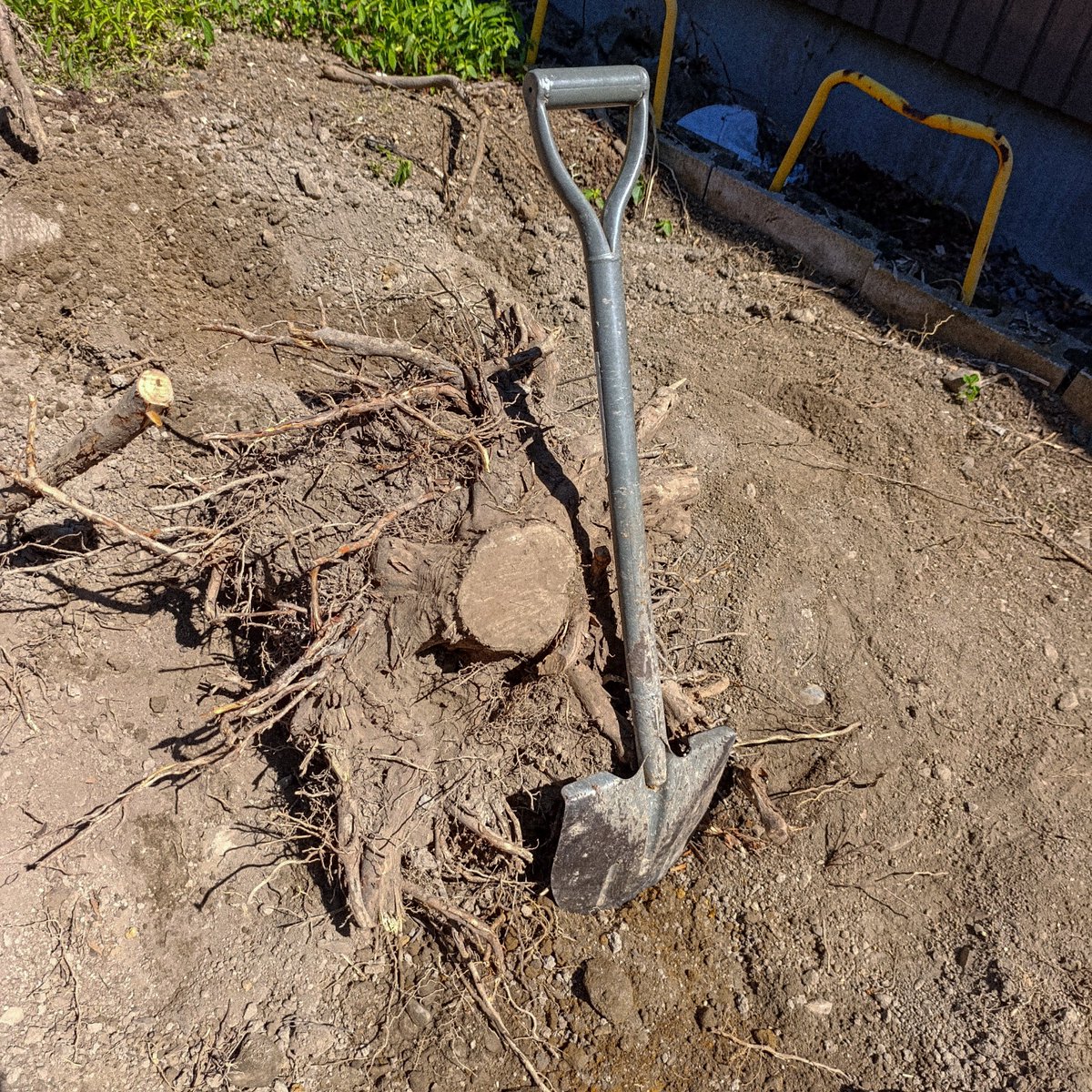 1日10分、昼飯終わりに穴掘って5日掛けて抜根完了。しんどかった。