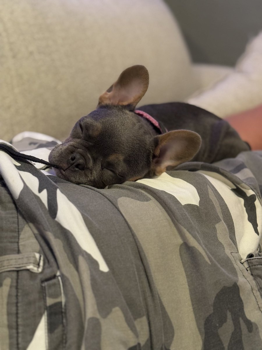 ElyseGallner's tweet photo. Suqi is a sleepy puppy 😴💤🐶 #SleepyPuppy #Frenchies #FrenchiePuppy #frenchbulldog #Hastings #Nebraska https://t.co/HeriuN1WLW