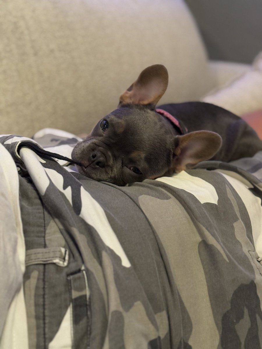 ElyseGallner's tweet photo. Suqi is a sleepy puppy 😴💤🐶 #SleepyPuppy #Frenchies #FrenchiePuppy #frenchbulldog #Hastings #Nebraska https://t.co/HeriuN1WLW