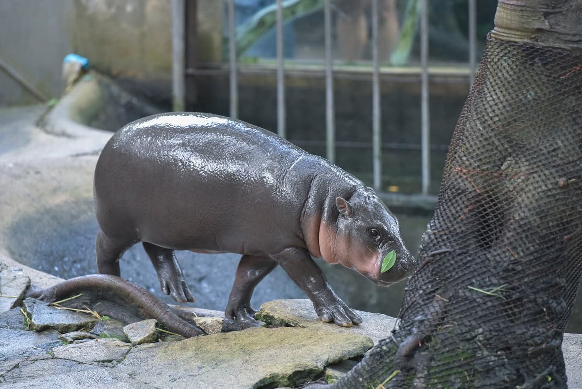 1โพสก่อนทำงาน 🤣 
#hippo #PygmyHippo #ขาหมูแอนด์เดอะแก๊ง #หมูเด้งจะเด้งกี่โมง #Moodeng #พี่ขาหมู #สวนสัตว์แปลกเขาเขียว