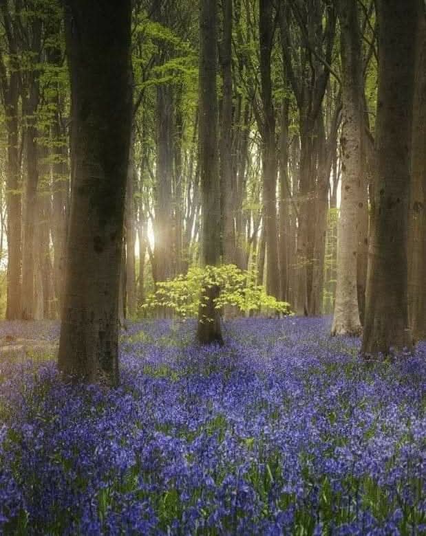 Druid Peace Prayer by anonymous 

Deep within the still centre of my being, may I find peace.
Silently within the quiet of the Grove, may I share peace.
Gently within the greater circle of humankind, may I radiate peace.

#peace #prayer #druidry 
📷 Matt Savage