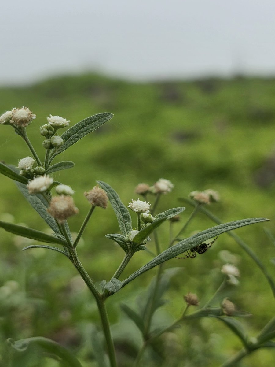 m91s92's tweet photo. #Dhofar #خريف_ظفار_2025 
لعبتي أدور الأشياء الغريبة  .. 😆 https://t.co/BaaMonWQGz